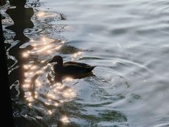 -海珠湖公园