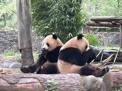 -都江堰中华大熊猫苑