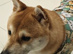 -怪兽屋·羊驼·猫咖·狗咖(俊华广场店)