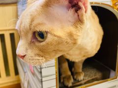 -猫和宫(六道口店)