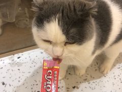 -猫域·湾主题猫咖·宠物吧(南坪城市广场店)