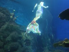 -太奥幻太奇海洋馆