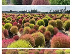 -花开海上生态园