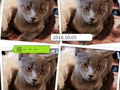 -萌喵宠狗爱心宠咖