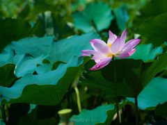 -莲花池公园