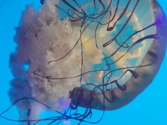 -太平洋海底世界