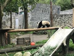 -都江堰中华大熊猫苑
