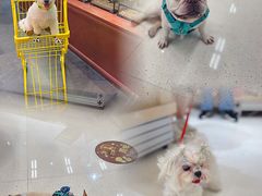 -帕帕拉兹宠物(亚洲旗舰店)