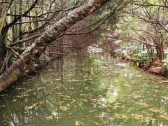 -大湾区中央湿地公园