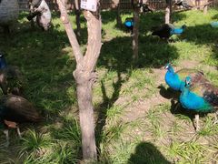 -保定市动物园