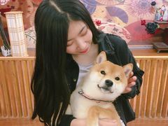 -豆柴町-柴犬主题狗咖(红鼎国际C座店)