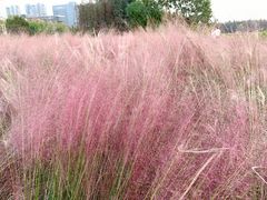 -艾溪湖湿地公园