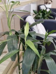 -熙朵美学植发·连锁品牌