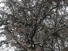 -武汉大学-樱园