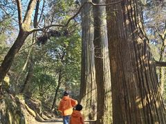 -天目山大树王景区