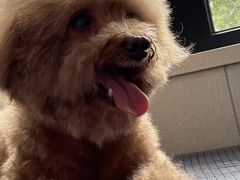 -瑞派宠物医院·犬猫全科·猫友好(宾水西道店)