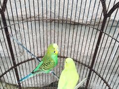 -老味道民宿(栈桥店)