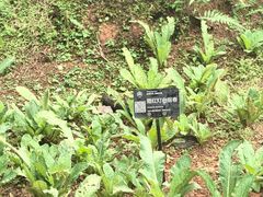 -昆明植物园