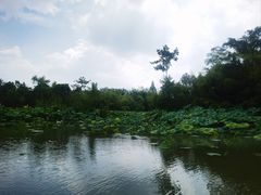 -西溪国家湿地公园