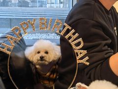 -百好乐宠物友好餐厅(朝外大街店)