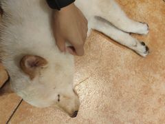 -more than meow吴止猫主题餐厅(承德 中船汇店)