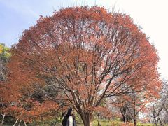 -田野绿世界