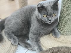 -喵园·猫主题咖啡厅·撸猫·猫咖(国贸店)