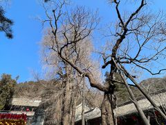 -潭柘寺景区