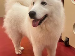 -和它·交个朋友·狗咖猫咖(爱琴海店)