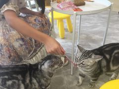 -猫力发电所·宠物专门店
