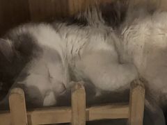 -Mr.Fox狐狸先生超级密室(南山店)
