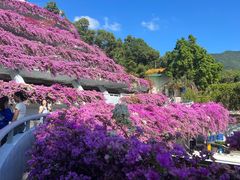 -深圳仙湖植物园
