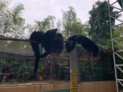 -清迈夜间动物园