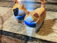 -喵屿·大理花园猫咖