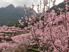 -灵光寺