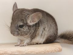 -龙猫仔乐园(惠福东路店)