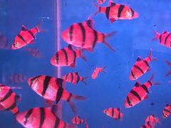 -双季花艺园艺市场(浦东店)