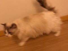 -四月宠物医院·猫专科·心脏专科·内科(转塘店)