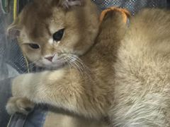 -联合动物医院(光谷诊疗中心)
