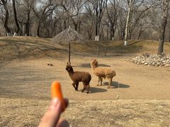 -北京野生动物园
