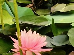 -亚沙水生植物园