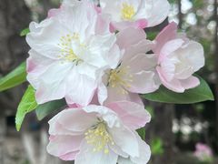 -海棠花溪(元大都城垣遗址公园)