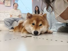 -毛绒耶耶撸宠馆·猫咖·狗咖·荷兰猪咖
