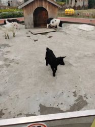 -造物庄园 萌宠纪(苏州湾歌林公园店)