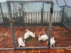 -海堤葡萄园中小学生研学基地