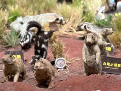 -陕西自然博物馆