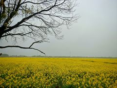 -西京湾花海