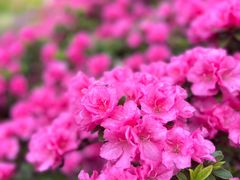 -上海滨江森林公园