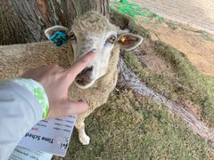 -神户市立六甲山牧场