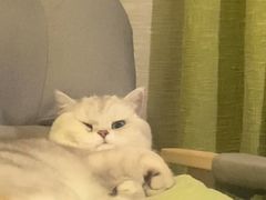 -喵zoo家庭繁育猫舍(尖东智能花园店)